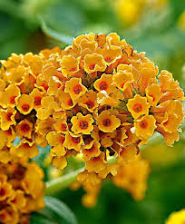 Butterfly Bush Sungold Product Photo Vlinderstruik Gele Bloemen Bloementuin
