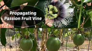 Sharpen your knives and come to attention because class is in session! Propagating Passion Fruit Passiflora Edulis Cuttings Youtube