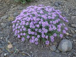 Image result for Clutia monticola