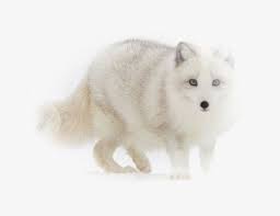 Please use search to find more variants of pictures and to choose between available options. White Fox Png Image Arctic Fox Transparent Png Kindpng