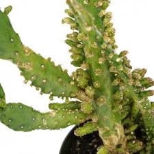 Image result for Opuntia monacantha