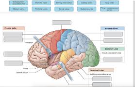 We did not find results for: Somatosensory Association Area Premotor Cortex Chegg Com