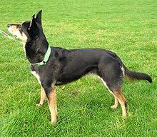 Australian Kelpie Wikipedia