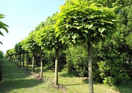 Check spelling or type a new query. Lista Completa Delle Piante Antizanzare Zerozanzare It