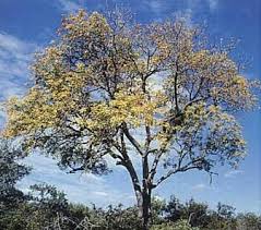 Image result for Entandrophragma caudatum