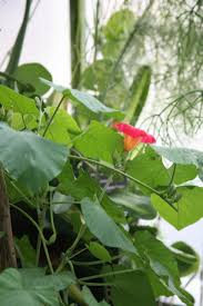 Image result for Stictocardia beraviensis