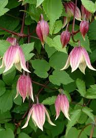 Perennial vines are often classified by how they cling to a support: Clematis I Am Red Robin Zorero Like Ballerina Skirts So Dainty Flowering Vines Clematis Beautiful Flowers