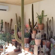 An opportunity arose to temporarily expand the store's operations to a vacant lot in manhattan's lower east side. Shopper S Diary Cactus Store In Los Angeles Gardenista