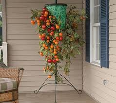 I found it easy to hang the dirt container up next to the basket, that is what the last 2 pictures are showing. These Work Hanging Tomato Plants Growing Tomatoes Indoors Growing Tomatoes In Containers