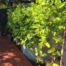 Position in full sun and partially fill with quality potting mix, such as yates potting mix with dynamic lifter. No Fruit From Passionfruit Grown In Pots Bunnings Workshop Community