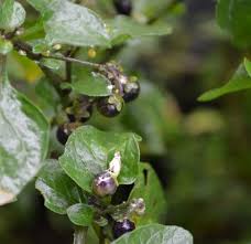 Image result for Geigeria burkei