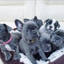 The french bulldog has a short, smooth, and fine coat. French Bulldog Puppies For Sale Near Me Home Facebook