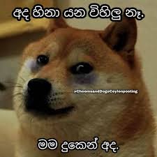 We've gathered more than 5 million images uploaded by our users and sorted them by the most popular ones. Cheems Doge Ceylonposting Home Facebook