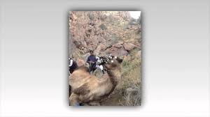 يا حافظ القرآن _ محمد المقيط — без названия 02:57. Ø§Ù„Ø§Ø¨Ù„ Ø§Ù„Ø¹ÙˆØ§Ø¯ÙŠ Camel Awadi Ø¹Ø§Ù„Ù… Ø§Ù„Ø­ÙŠÙˆØ§Ù† Youtube