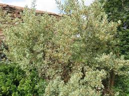 Image result for Rhamnus staddo
