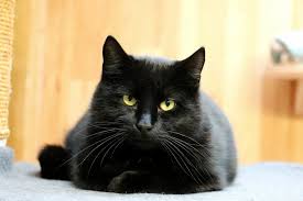 ‪Why black cats are great pets | Fascinating facts | zooplus‬‏