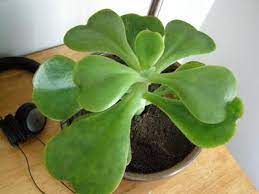 Generally, the lack of sunlight would also cause the succulents to lose their green color and the intensity of its. Large Leaved Succulent