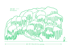 Check spelling or type a new query. Weeping Willow Tree Dimensions Drawings Dimensions Com