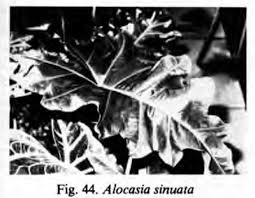 Image result for Blotiella sinuata