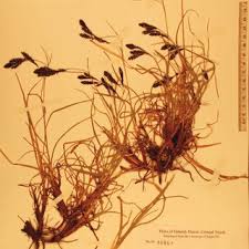 Image result for Pycreus fibrillosus