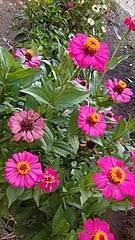 Sunflower names in other parts of. File Bunga Matahari Liar Jpg Wikimedia Commons
