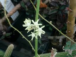 Image result for Cynanchum gerrardii