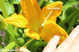 Peer inside the flower and you can see the stamens, which carry the pollen. How To Produce More Zucchini And Squash In Your Garden