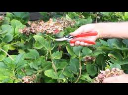 Wie und wann schneide ich meine hortensien? Hortensien Zuruckschneiden Im Vol At Gartentipp Youtube