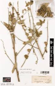 Image result for Hibiscus panduriformis