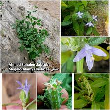 Image result for Megalochlamys