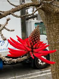 Image result for Priva flabelliformis