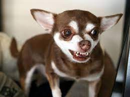 Bared Teeth In Dogs Aggression Or Smiling