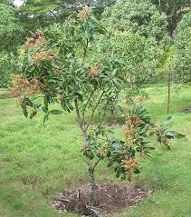 Image result for Mangifera