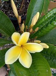 Lisa S Collection Celandine Plumeria A Classic Citrus Scent Double Veined Leaf Roots Easily A Favorite For Making L Plant Leaves Frangipani Citrus Scent