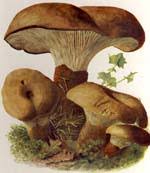 Image result for Paxillus panuoides