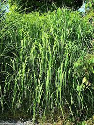 Image result for Crateranthus congolensis