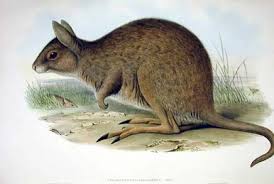 Image result for Angraecopsis gracillima