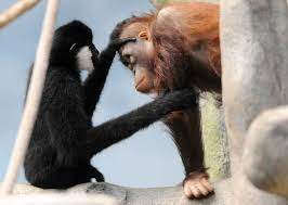 A Unique Friendship Between A White Cheeked Gibbon And An Orangutan At The Brookfield Zoo S Tropic World Asia Unlikely Animal Friends Brookfield Zoo Orangutan