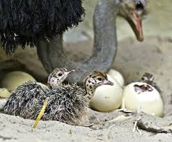 Birds That Lay Eggs On The Ground The Female Ostrich Lays Her Fertilised Eggs In A Single Communal Nest A Simple Pit 30 60 Cm 12 24 In Deep And 3 M 9 8 Ft Wid Pet Birds Zooborns Ostriches