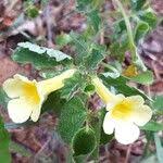 Image result for Pedalium