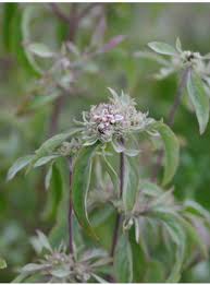 Image result for Commelina albescens