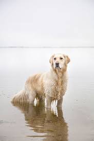 an entry from chimney smoke dogs beautiful dogs dogs golden retriever
