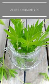 Waldmeister Ernten Und Zu In 2020 Woodruff Recipes Herbs Spices