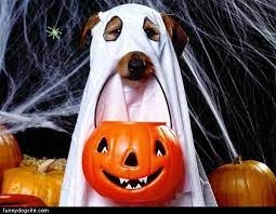 Boo Disfraces Para Perros Halloween Para Perros Disfraz Para Perros Halloween