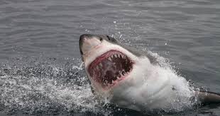 Vor dispărea mai curând decât decât tigrii, avertizează dr. Un Rechin Din Specia Marele Alb A Fost Filmat Pentru Prima OarÄƒ In Timp Ce AtacÄƒ È™i IneacÄƒ O BalenÄƒ De 11 Metri
