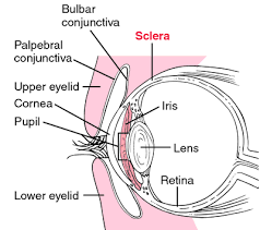 Image result for Sclera
