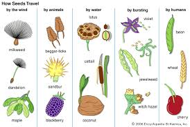 Seed Form Function Dispersal Germination Britannica