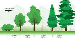 Shelterbelt Planting The Best Guide For Amazing Windbreaks