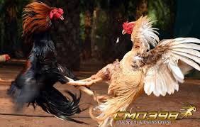 Pin Di Cmd398 Sabung Ayam Online