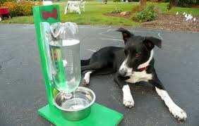 Faca Voce Mesmo Um Bebedouro Automatico Para Caes E Gatos Poupa E Ganha Cao E Gato Caes Produtos Para Animais Domesticos
